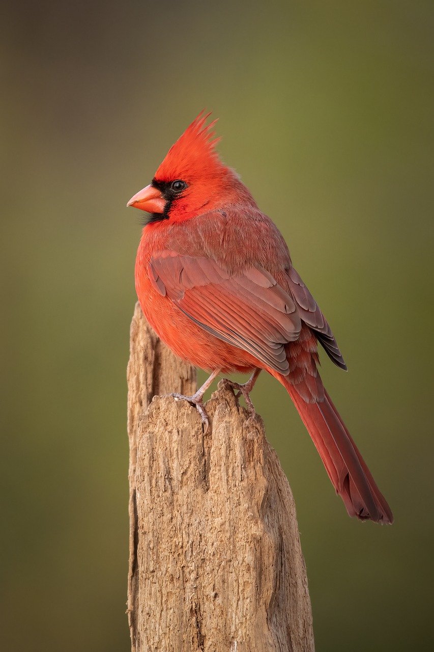 bird, cardinal, northern cardinal-8179741.jpg